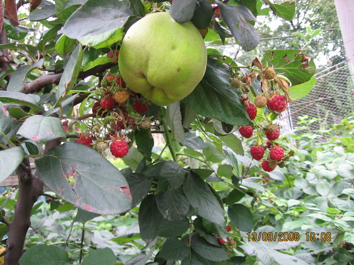 Picture 134 - 1Gradina mea