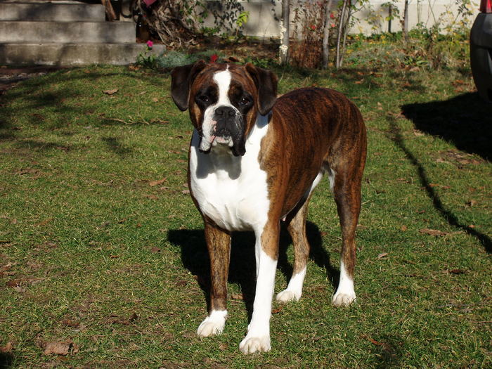 PB292791 - Vicious dog BOXER