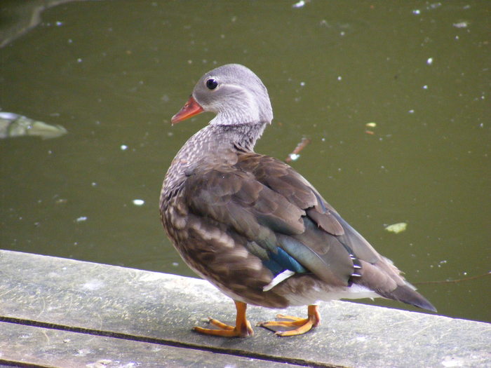 rata Mandarin- femela-Herestrau