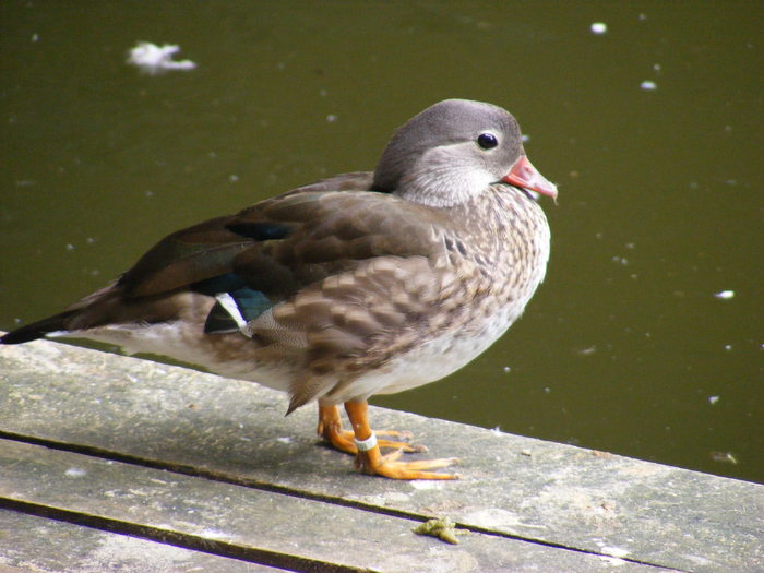 rata Mandarin- femela-Herestrau