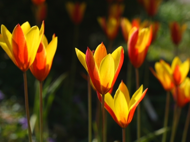 Flowers_7