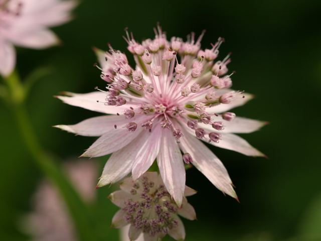 Flowers_14