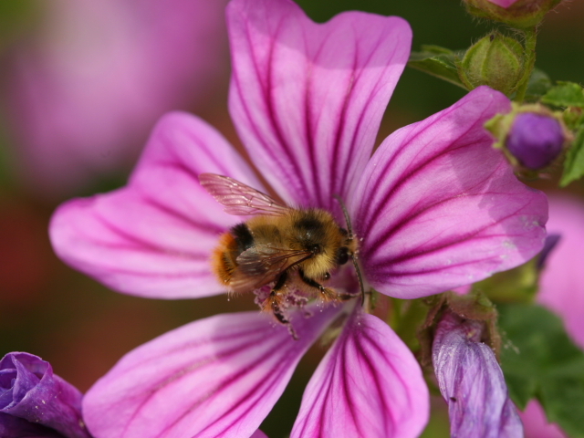 Flowers_17
