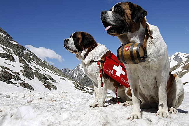 switzerland_saint_bernard_d