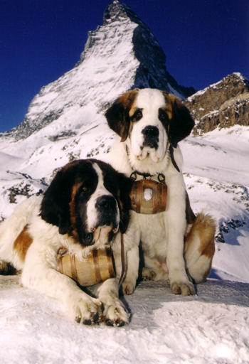 Saint-Bernard_10001