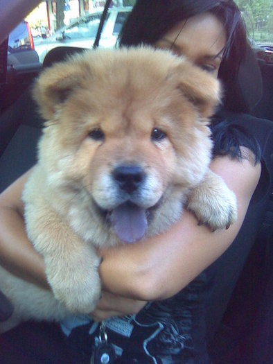 image109a - Chow-Chow
