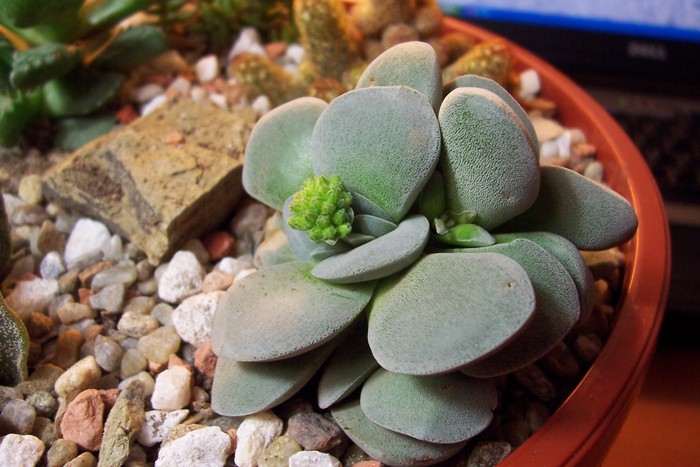 Crassula Morgan s Beauty; Colectie: Tzep
