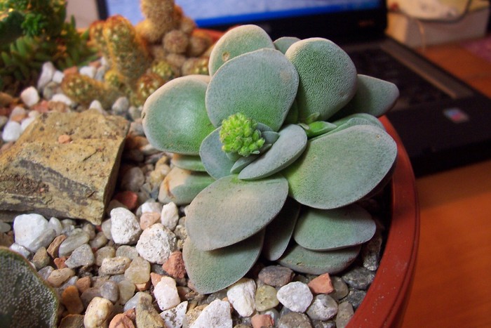 Crassula Morgan s Beauty; Colectie: Tzep
