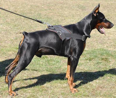 doberman-harness-big2_LRG - Doberman