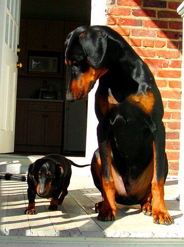 2268303336_e5d6d38d9e - Doberman