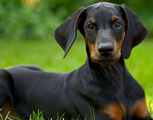 doberman04