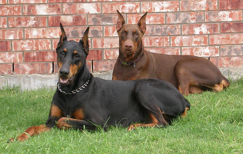 rust-doberman-with-black-doberman1 - Doberman