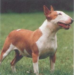 bull_terrier - Bull Terrier