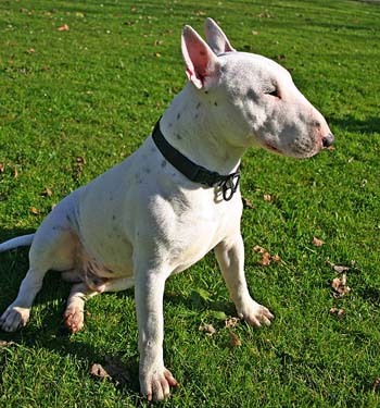 bull-terrier