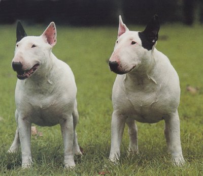 Bull-terrier_adulte_AT_pf - Bull Terrier