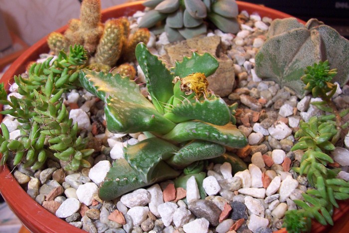 Faucaria lupina - lupina