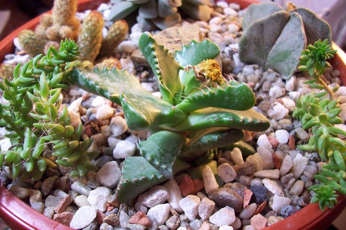 Faucaria lupina; Colectie: Tzep
