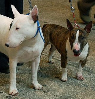 bull-terrier