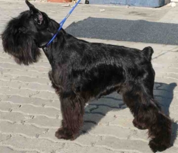 1174793f56925dcda2a3ec603d4a5749 - Schnauzer Pitic