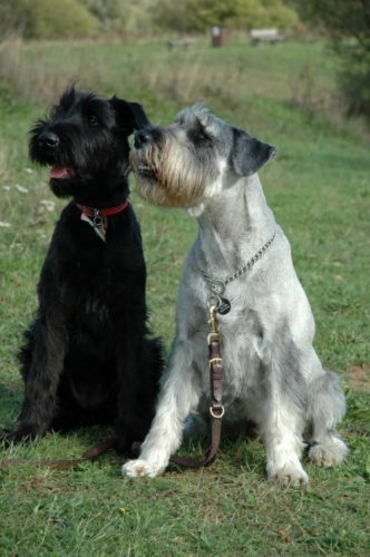 pic148792_caine_Schnauzer_urias_negru - Schnauzer Pitic