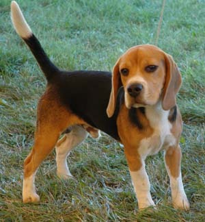 Beagle - Beagle