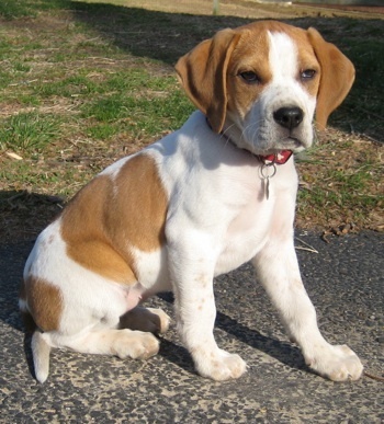 BeagleMixDarley12WeeksPuppy4 - Beagle