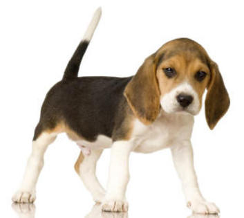 Beagle - Beagle