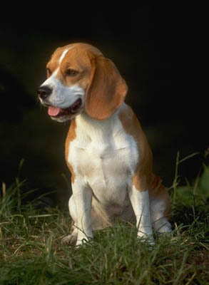 beagle37 - Beagle