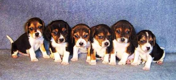 Beagle_Puppies - Beagle