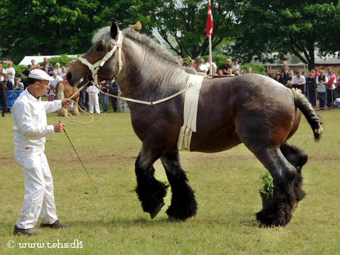 434569945ihNOBw_fs - cai de rasa belgiana