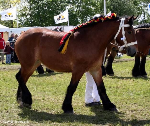 2201398990044196067RRlMoh_fs - cai de rasa belgiana