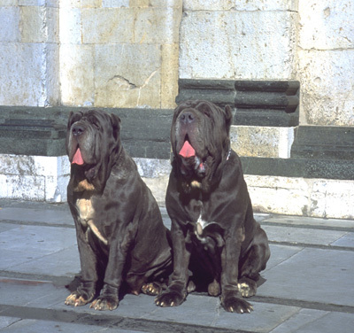 mastino 3 - Mastiff Napoletan