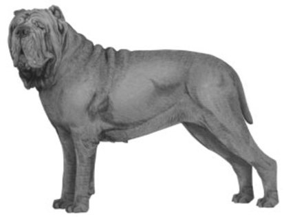 Neapolitan_Mastiff_side_web - Mastiff Napoletan