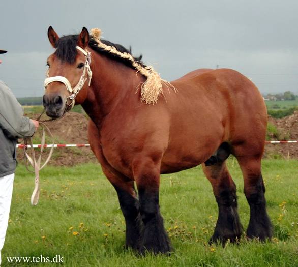 2902653020044196067XWtpdL_fs - cai de rasa belgiana