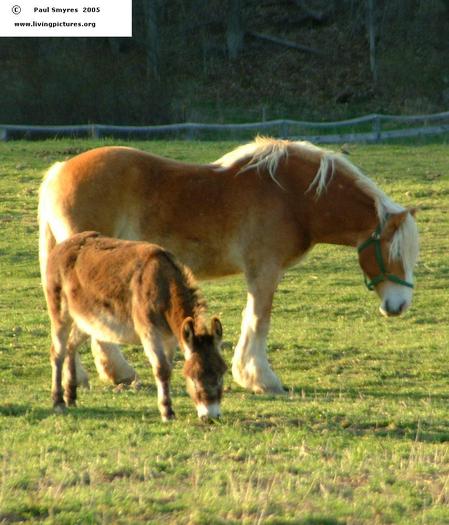 BELGIAN HORSE WITH CHILD(c) Paul Smyres - cai de rasa belgiana