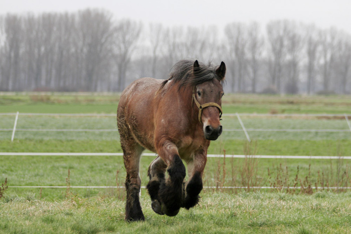 Belgian_horse - cai de rasa belgiana