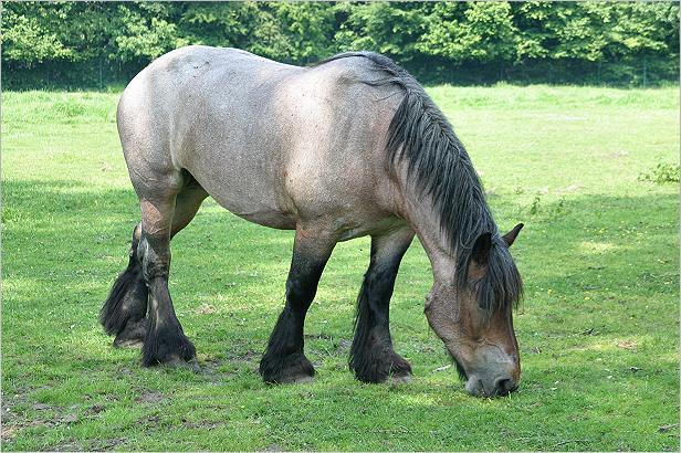 bokrijk-02 paard