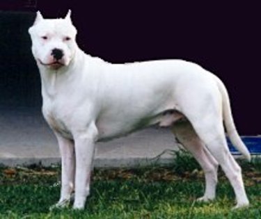 113HM212-0 - Dog Argentinian