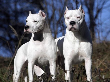 440x330_016715-dog-argentinian - Dog Argentinian