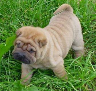 shar pei puppy