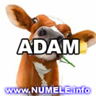 002-ADAM avatare cool - Numele tau