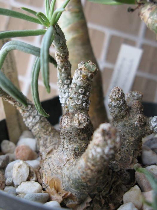 Tylecodon pearsonii   ( luteosquamata ) - Tylecodon