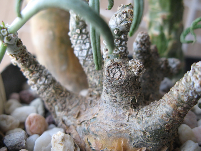 Tylecodon pearsonii ( luteosquamata ) - Tylecodon