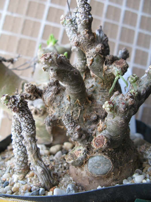 Tylecodon pearsonii   ( luteosquamata )