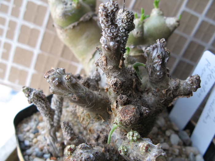 Tylecodon pearsonii ( luteosquamata ) - Tylecodon