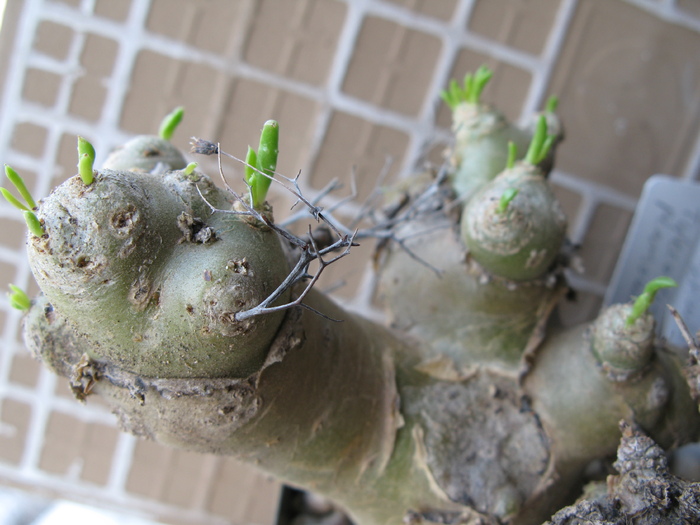Tylecodon reticulatus