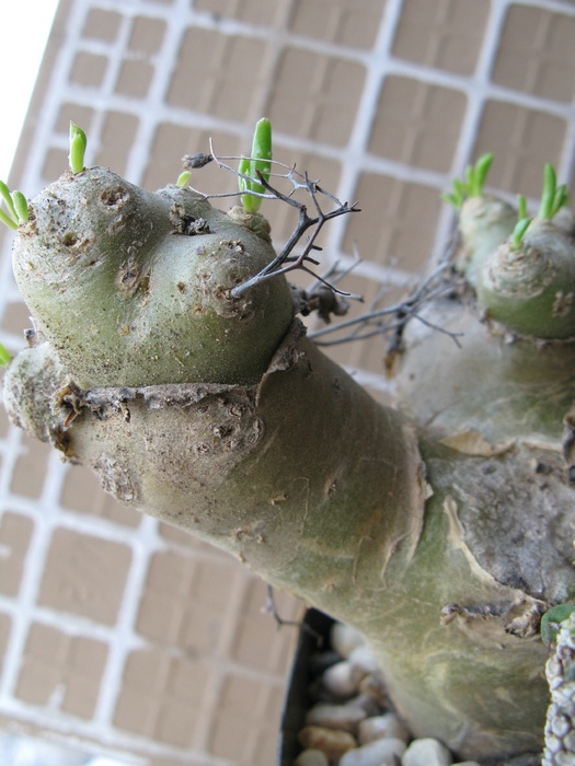 Tylecodon reticulatus