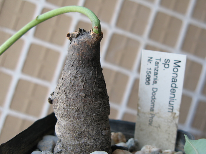 MONADENIUM sp - EUPHORBIACEAE - Monadenium Pedilanthus