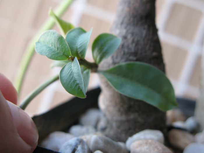 MONADENIUM sp -detaliu frunze