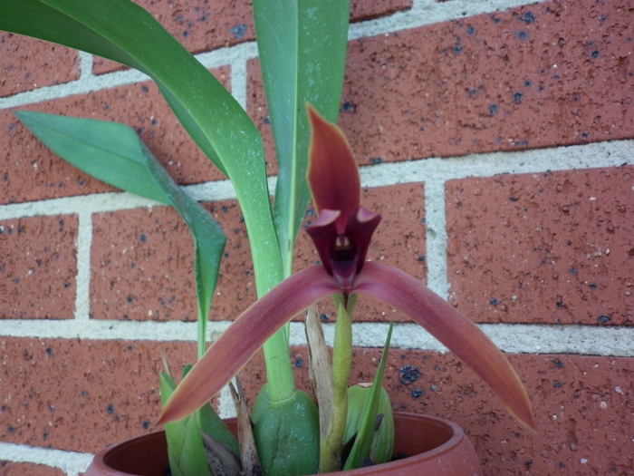 22.01.11 - Maxillaria nigrescens